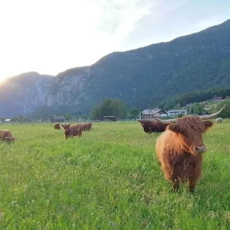 Apartma Angi 公寓 上特劳恩